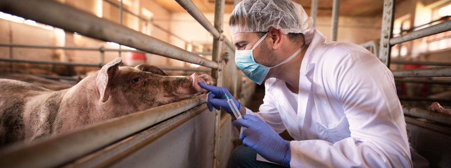 Tierarzt versorgt Schwein im Stall