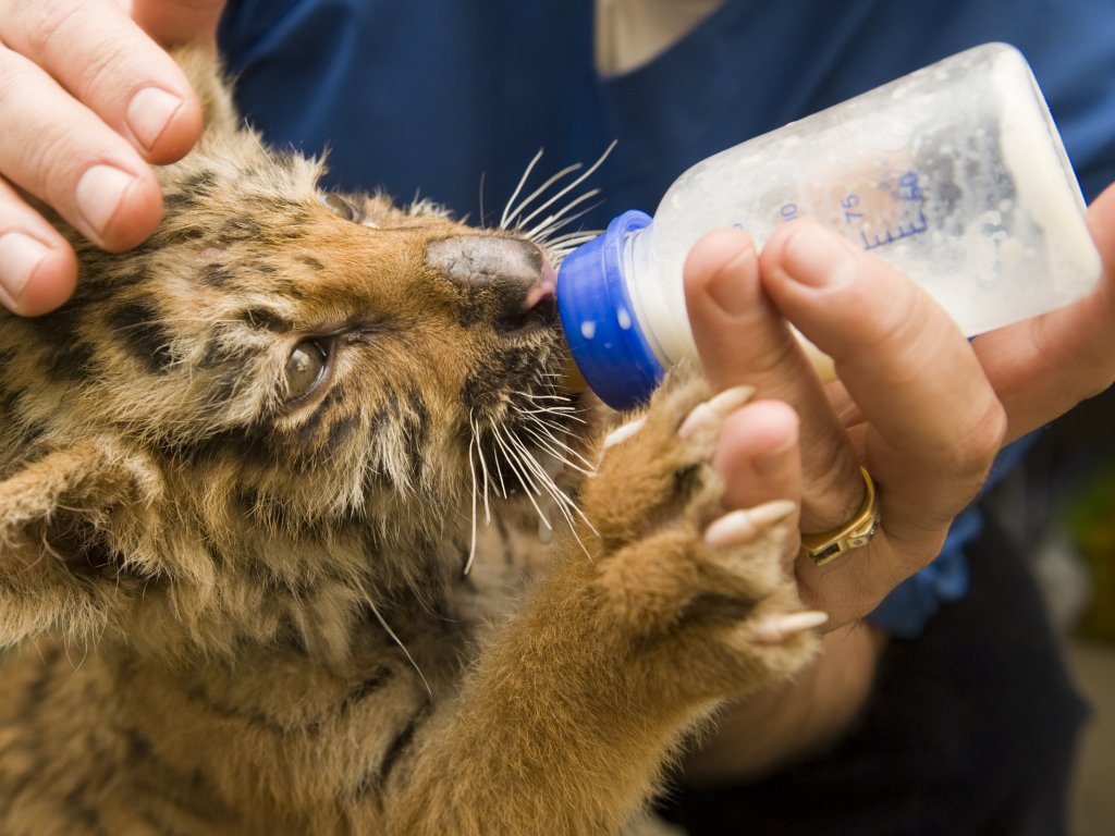 Tigerbaby wird mit Flasche gefüttert