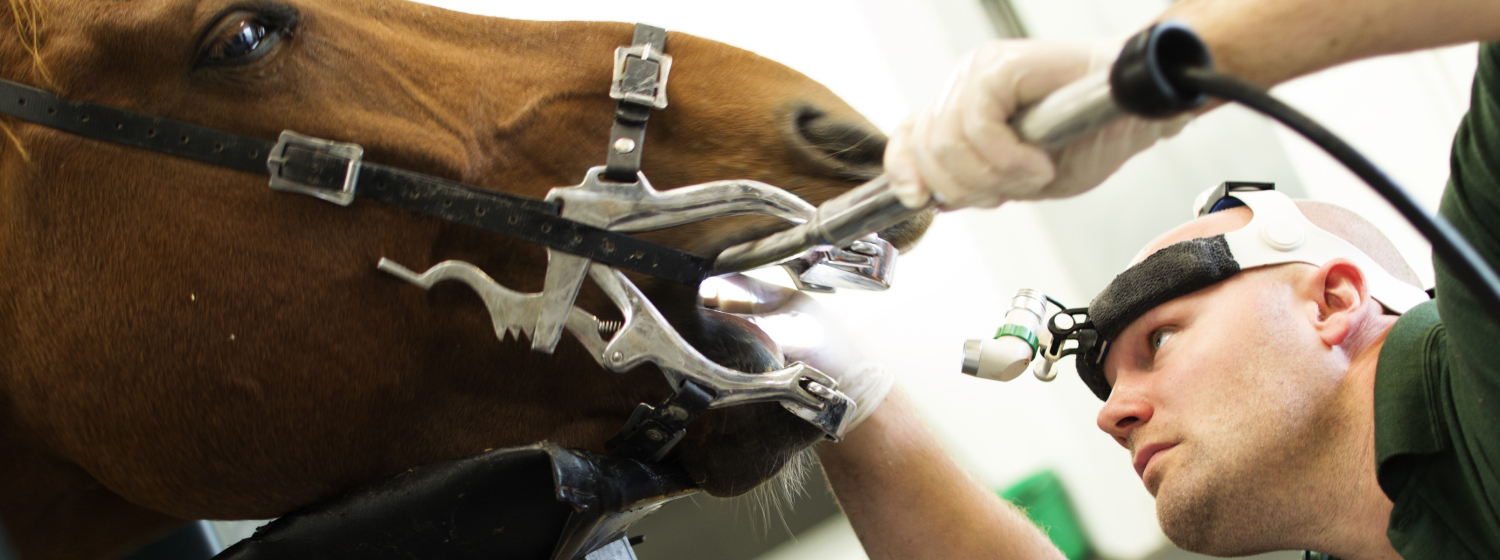 Tierarzt bei kieferorthopädischen Eingriff