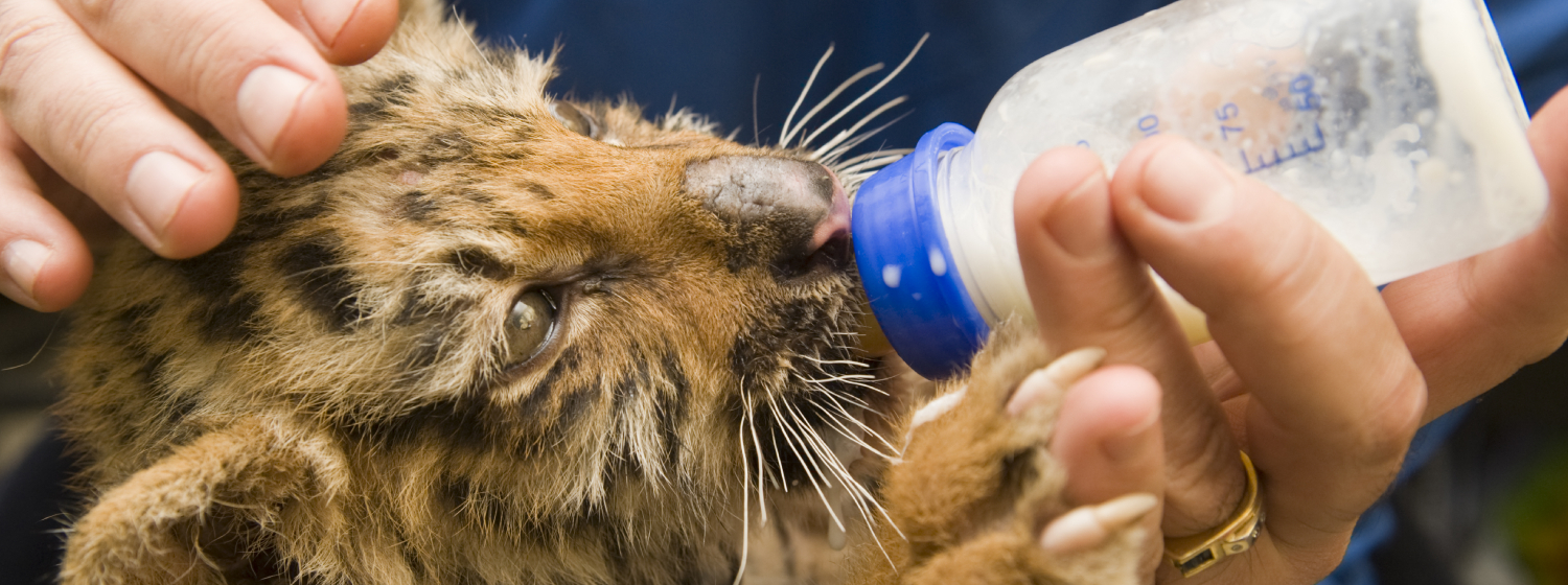 Ein Tigerbaby wird von einer Tierärztin gefüttert