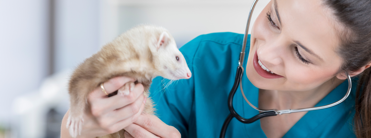 Tierärztin mit Frettchen feut sich über den Behandlungserfolg