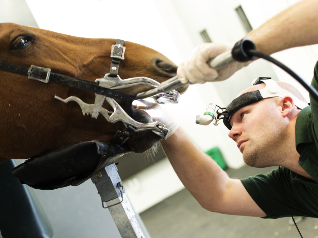 Tierarzt bei Zahnbehandlung eines Pferds