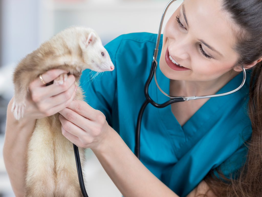 Tierärztin mit Frettchen Tierärztin untersucht ein Frettchen