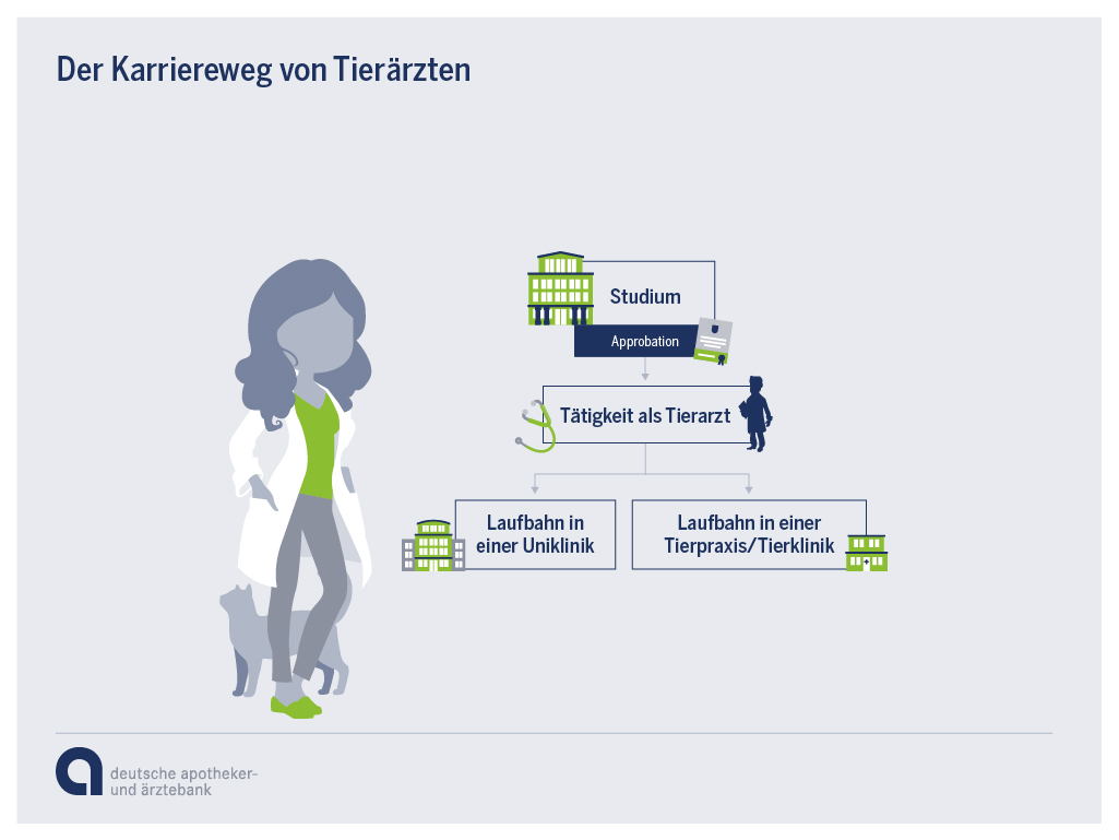 Grafik: Karrierewege als Tierarzt